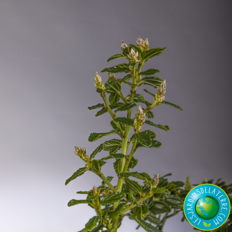 Céanothe en thyrses rampant - Ceanothus thyrsiflorus 'repens'