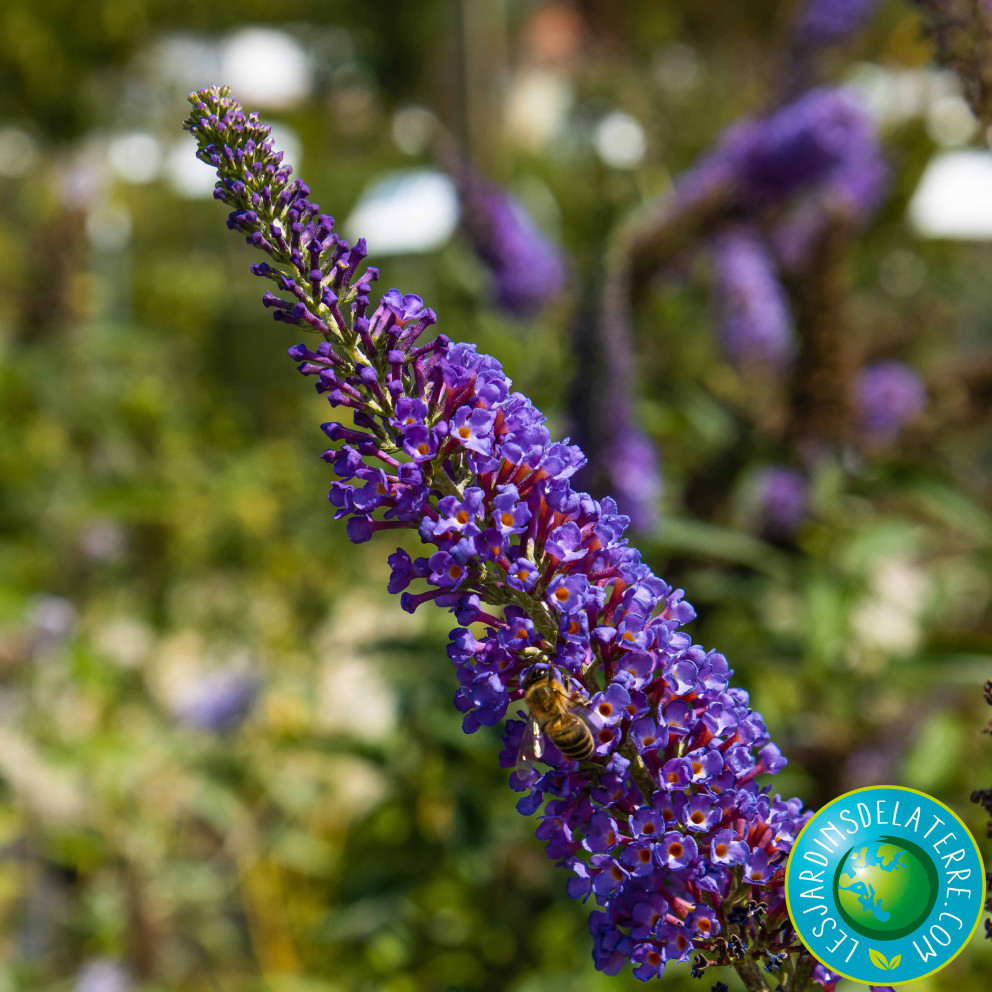 Fleur de buddleja 'empire blue'