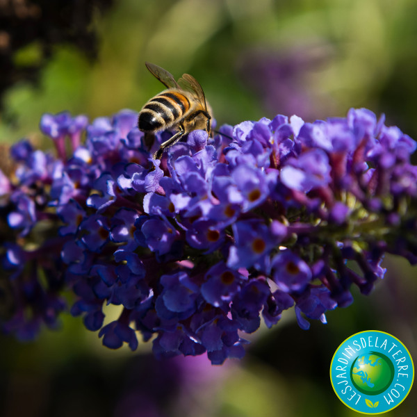 buddleja avec abeilles pour pollinisation