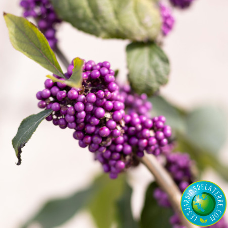 Arbuste aux bonbons - Callicarpa bodinieri Giraldii 'Profusion”
