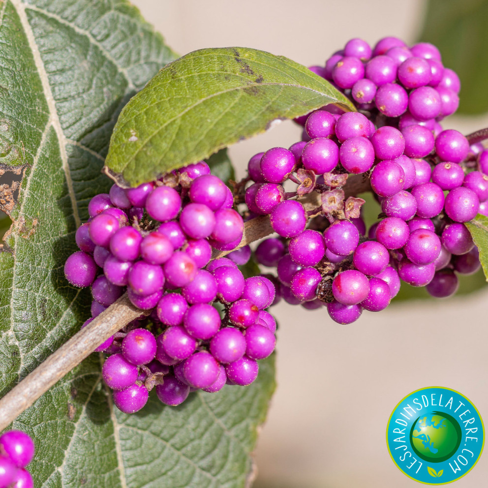 Arbuste aux bonbons - Callicarpa bodinieri Giraldii 'Profusion”