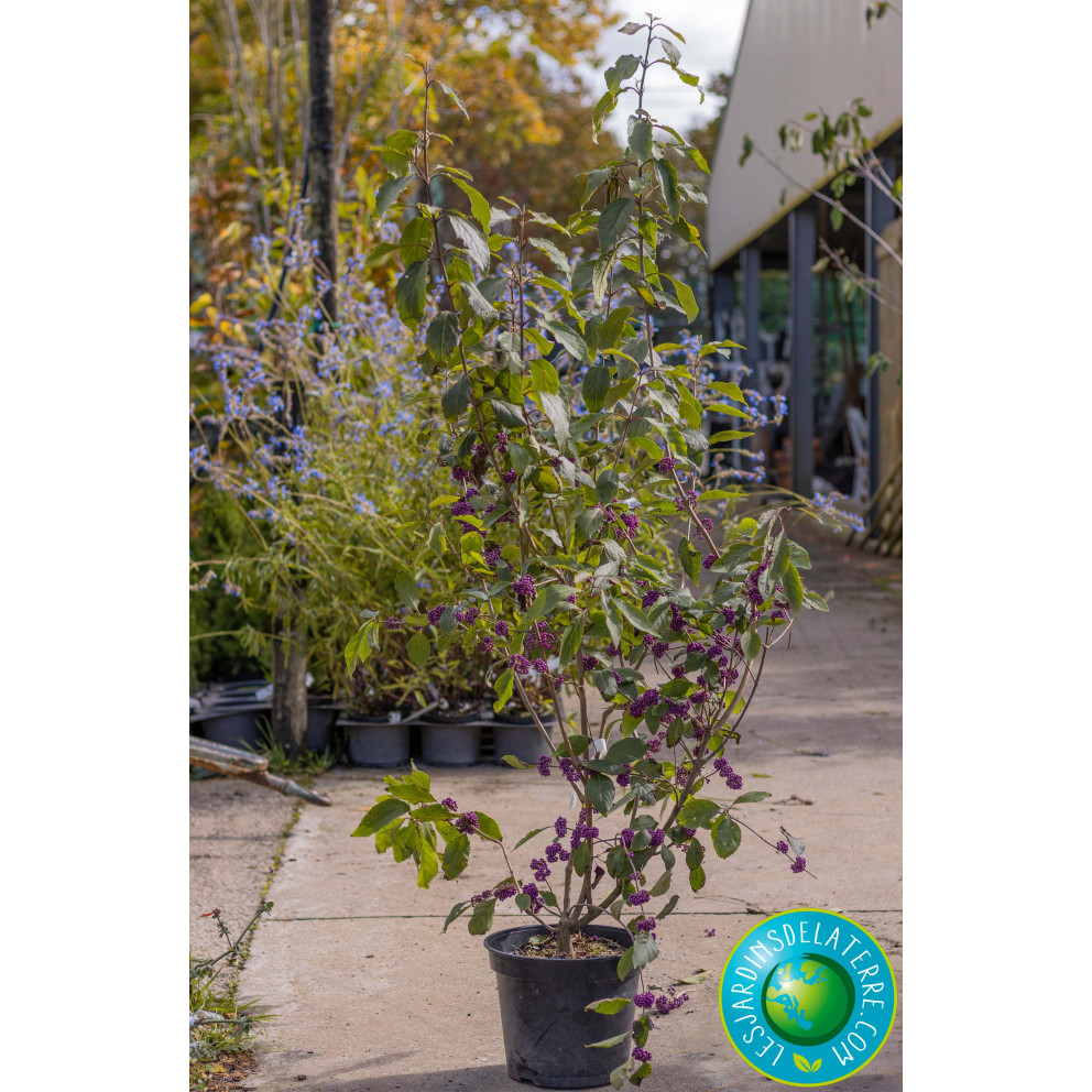 Arbuste aux bonbons - Callicarpa...