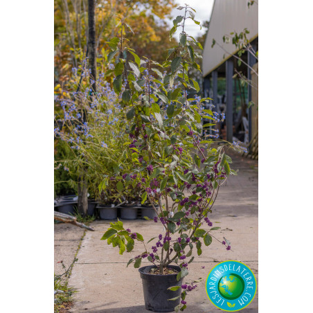 Arbuste aux bonbons - Callicarpa bodinieri Giraldii 'Profusion”
