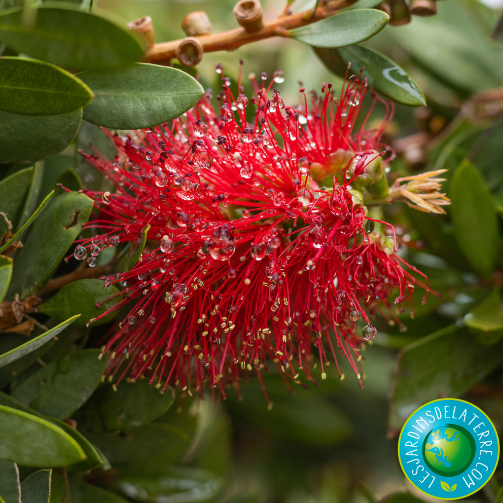 Rince-bouteilles - Callistemon X laevis