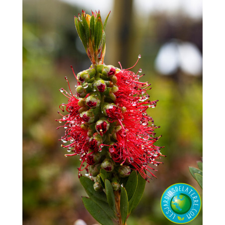 Rince-bouteilles - Callistemon X laevis