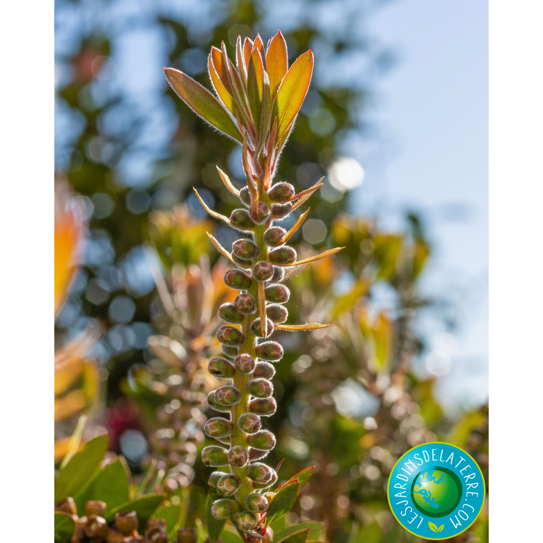 Callistemon (x leavis) - Rince-bouteille - Les Jardins de Phocas