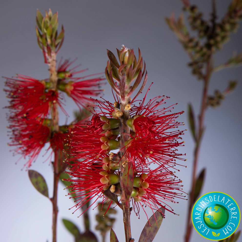 Rince-bouteilles - Callistemon X laevis Rince-bouteilles - Callistemon X laevis