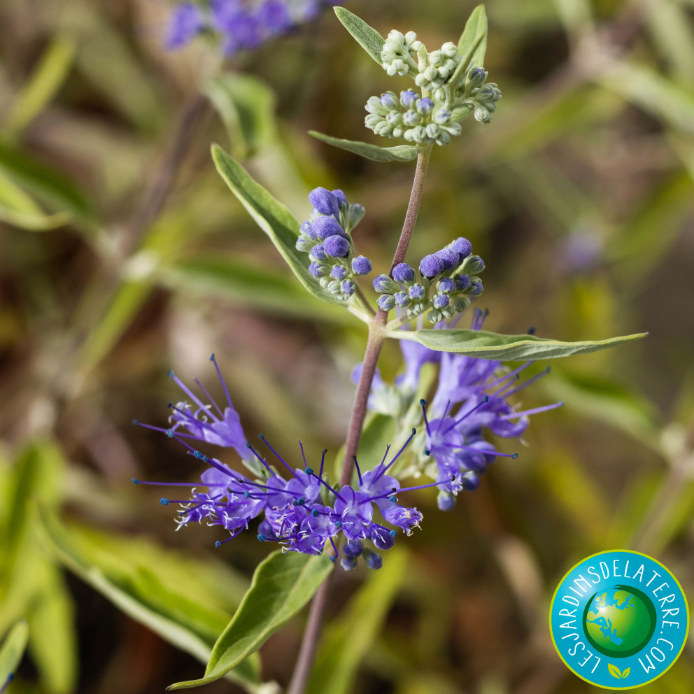 Barbe bleue - Caryopteris x clandonensis 'Heavenly Blue'