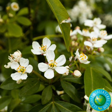Oranger du Mexique - Choisya ternata