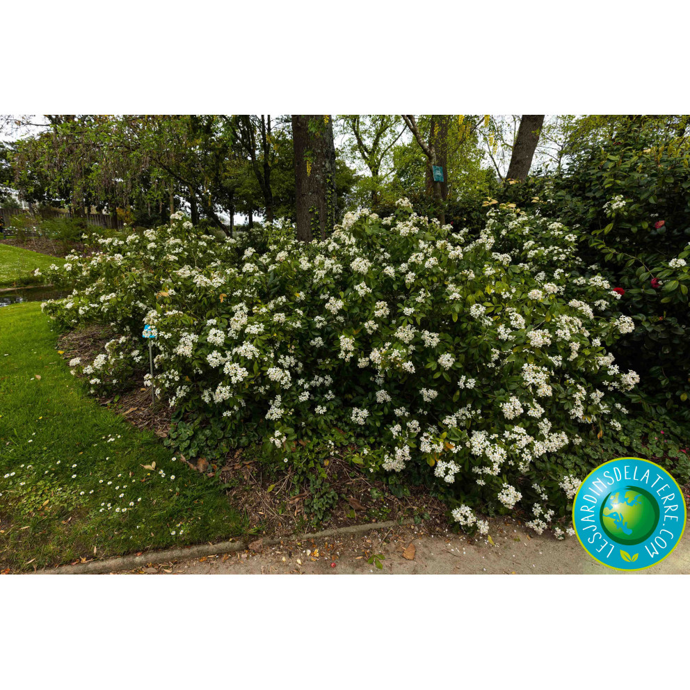 Oranger du Mexique - Choisya ternata