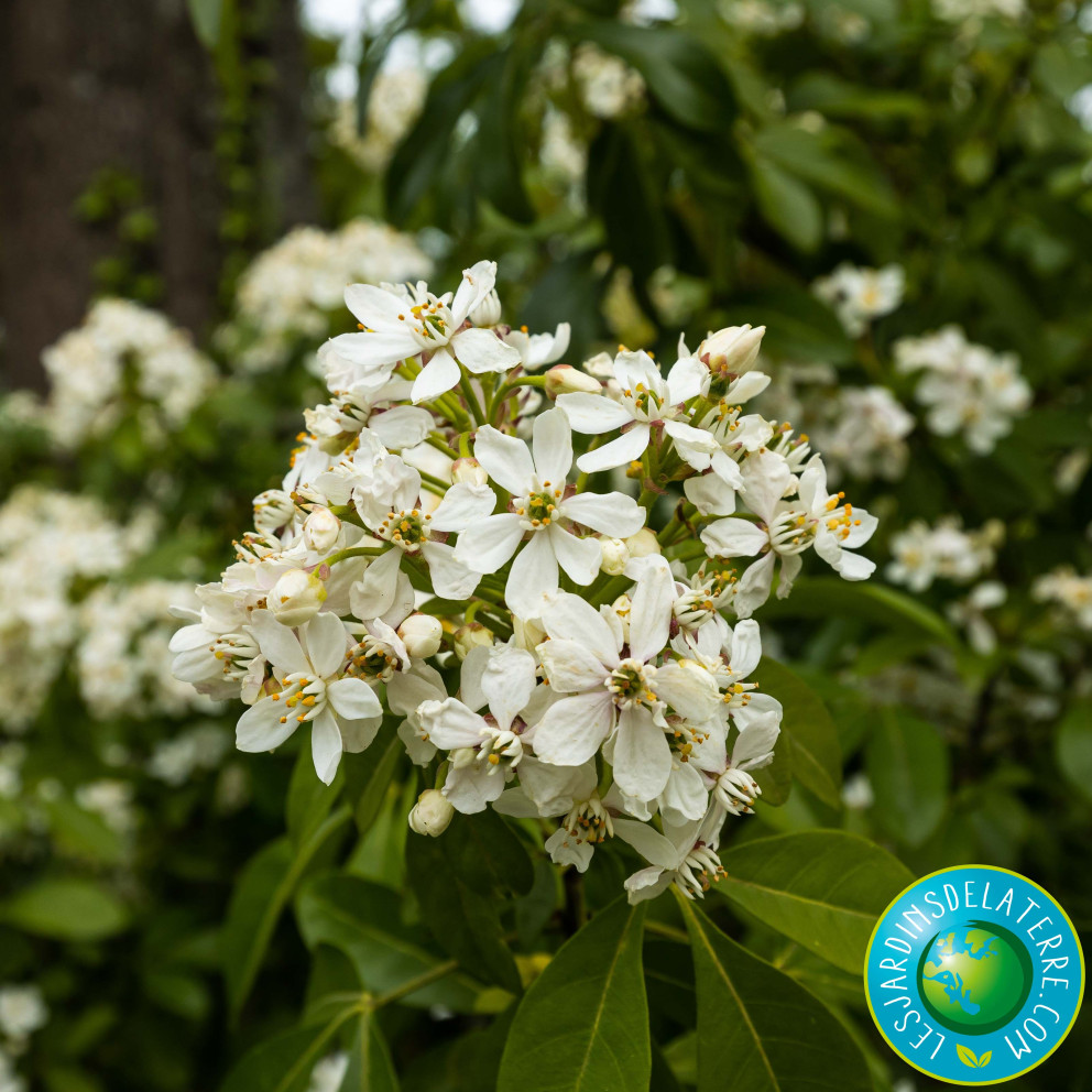 Oranger du Mexique - Choisya ternata