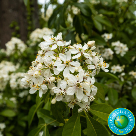 Oranger du Mexique - Choisya ternata