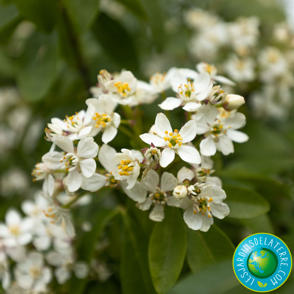 Oranger du Mexique - Choisya ternata