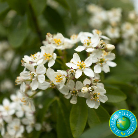 Oranger du Mexique - Choisya ternata