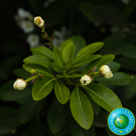 Oranger du Mexique - Choisya ternata