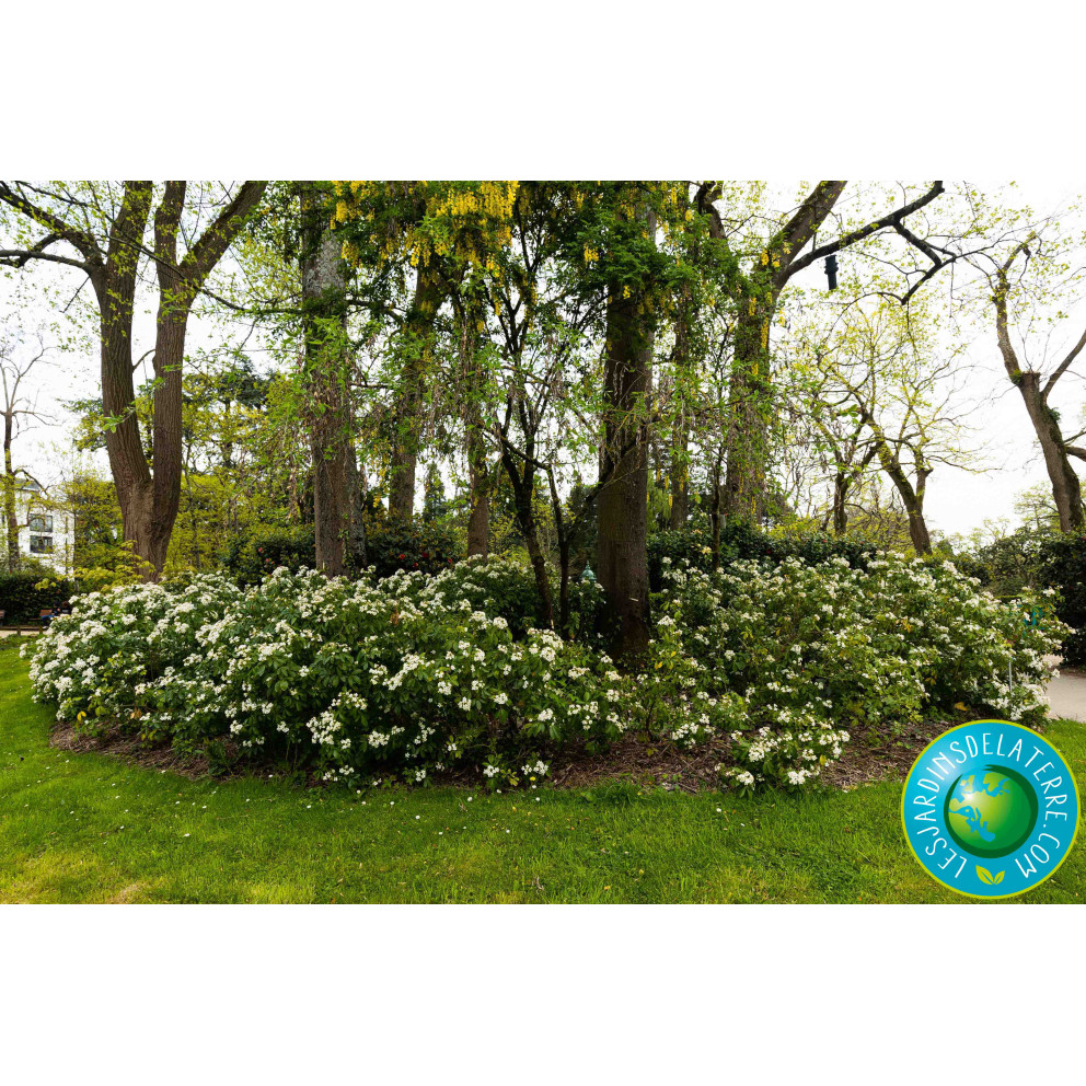 Oranger du Mexique - Choisya ternata