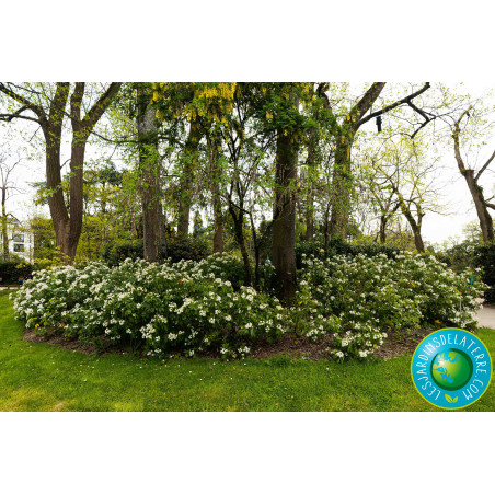 Oranger du Mexique - Choisya ternata