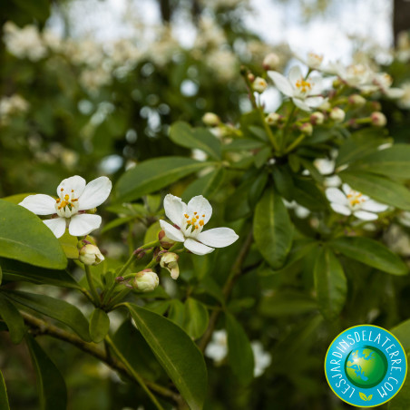 Oranger du Mexique - Choisya ternata