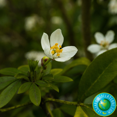 Oranger du Mexique - Choisya ternata
