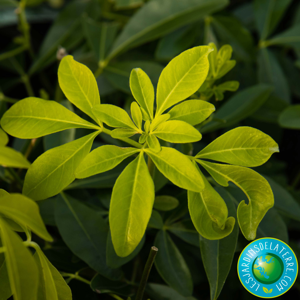 Oranger du Mexique - Choisya ternata