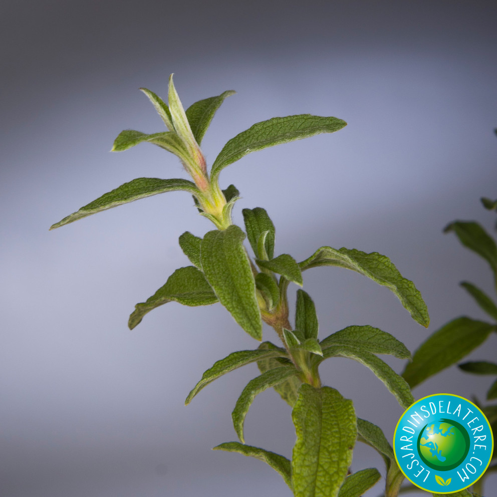 Ciste à petites fleurs - Cistus parviflorus