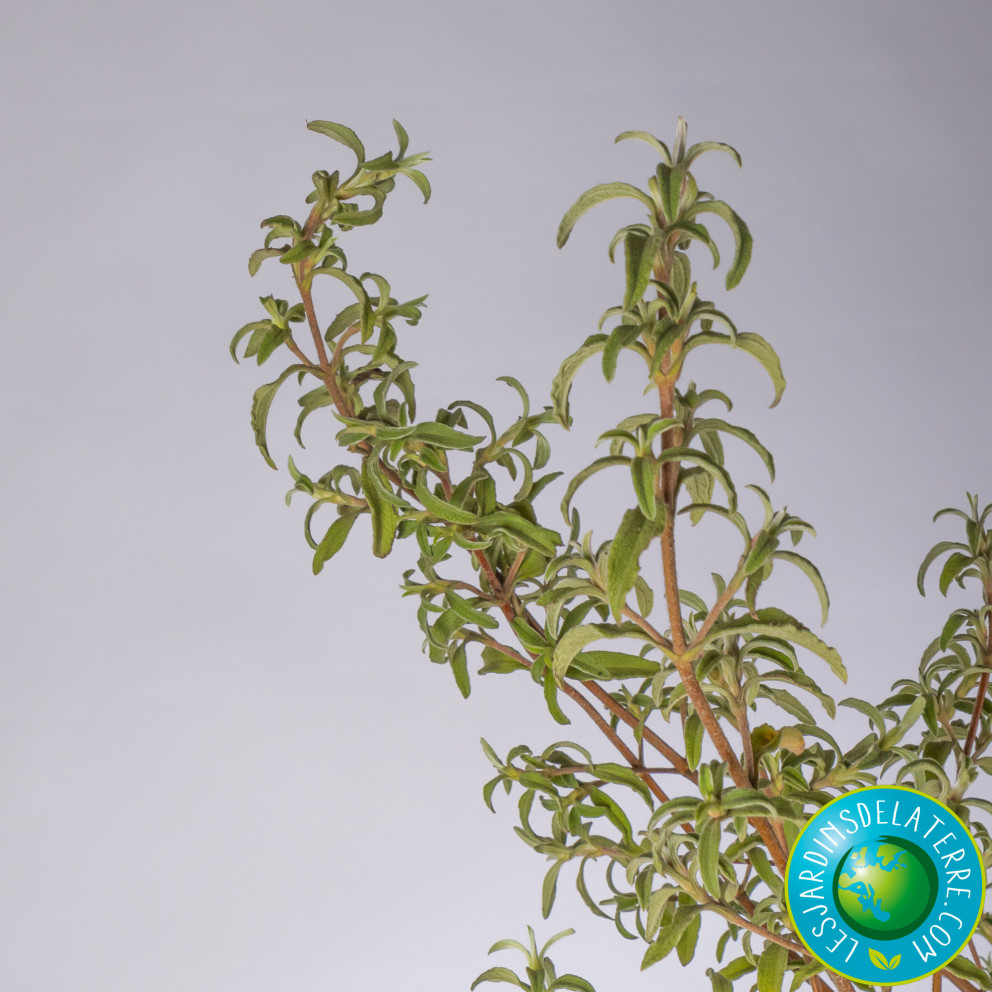 Ciste à petites fleurs - Cistus...