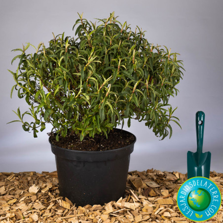 Ciste à petites fleurs - Cistus parviflorus