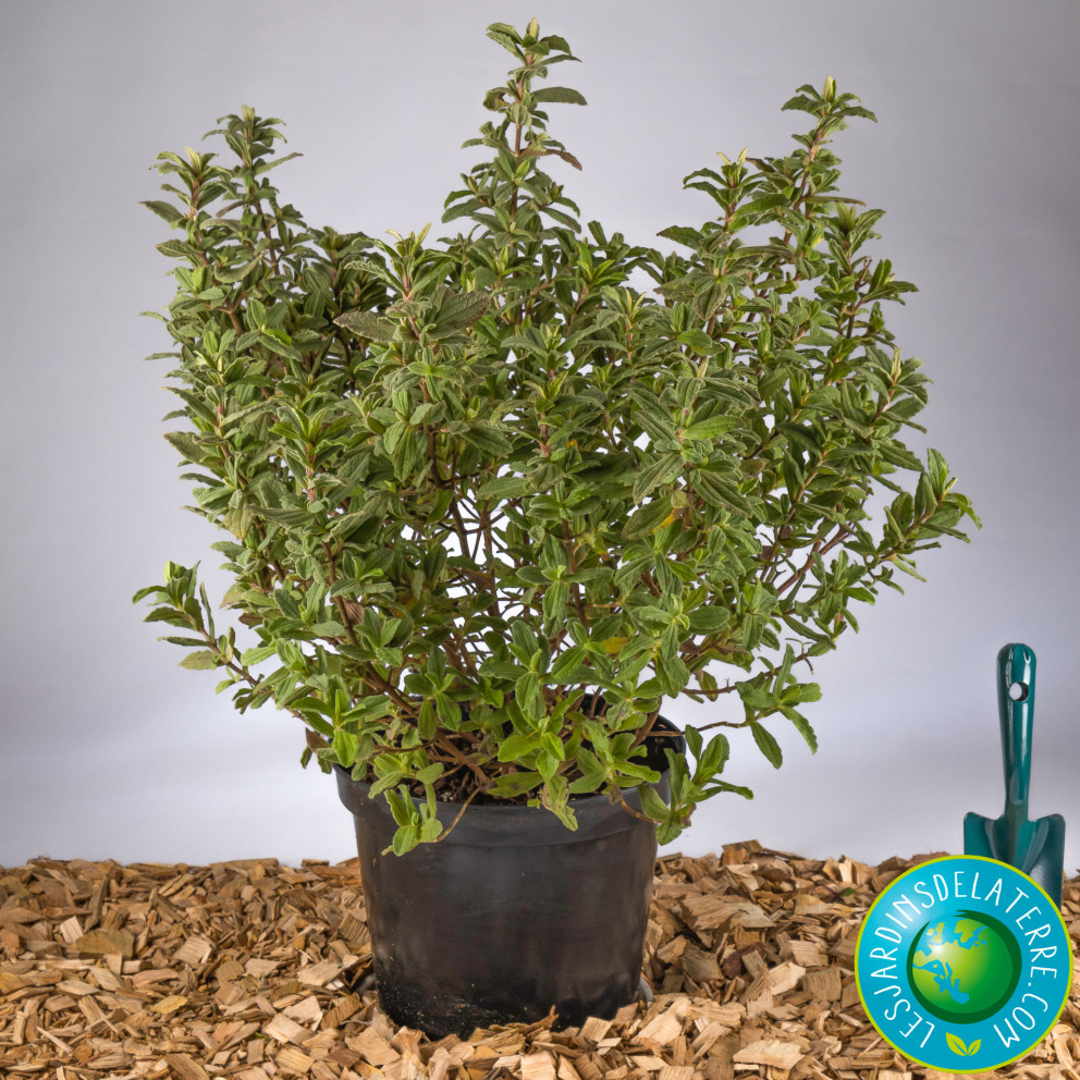 Ciste pulverulent - Cistus pulverulentus