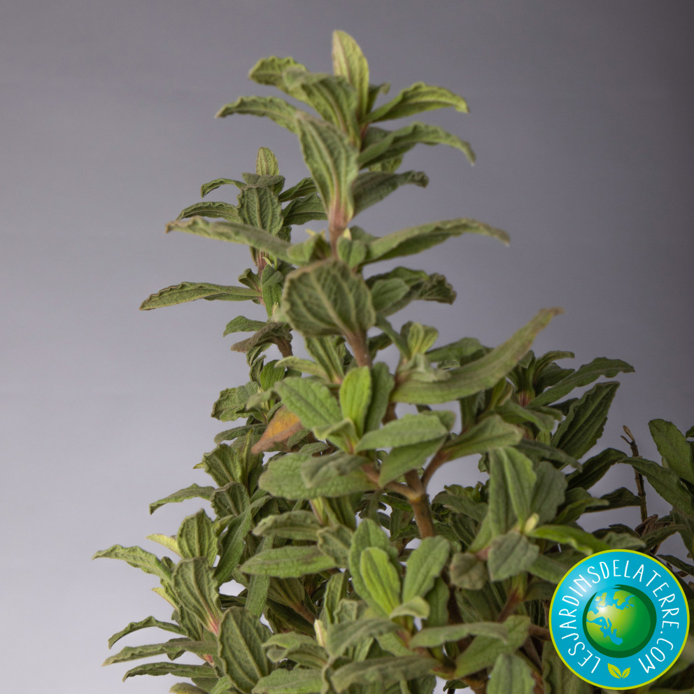 Ciste pulverulent - Cistus pulverulentus