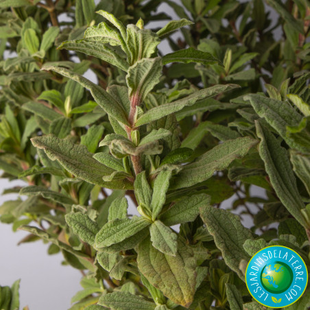 Ciste pulverulent - Cistus pulverulentus