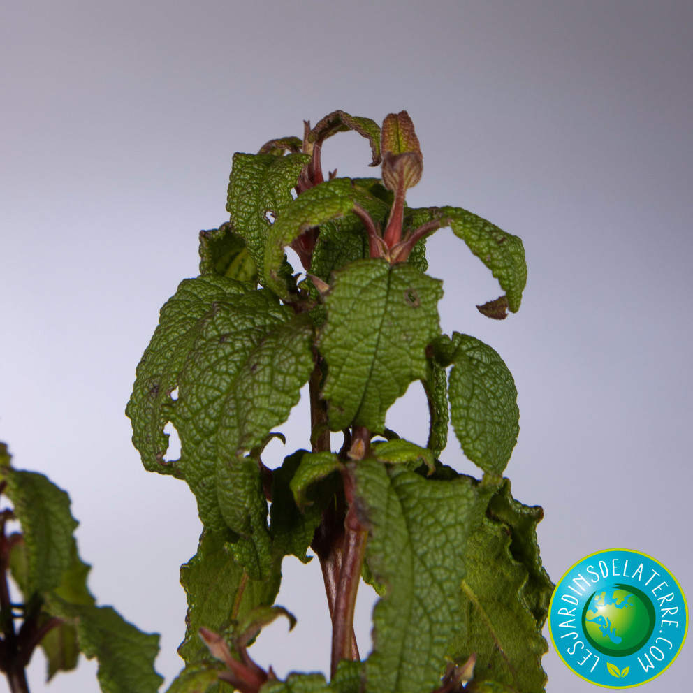 Ciste des corbières - Cistus x...