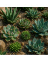 Les Succulentes