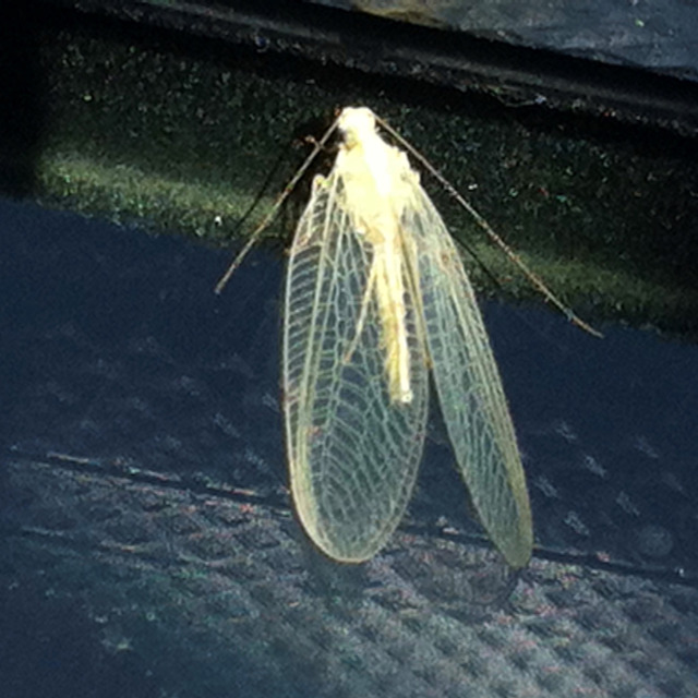 La chrysope aux yeux d'or