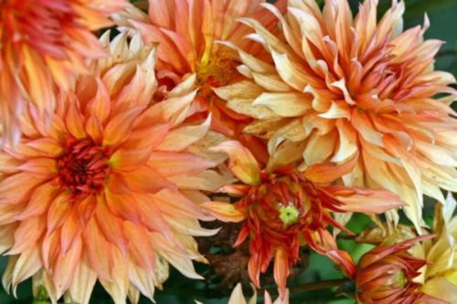 La fin des dahlias