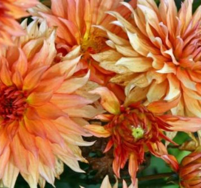 La fin des dahlias