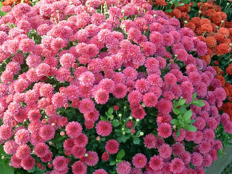 Le chrysanthème