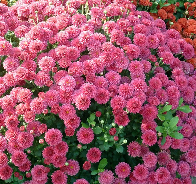 Le chrysanthème