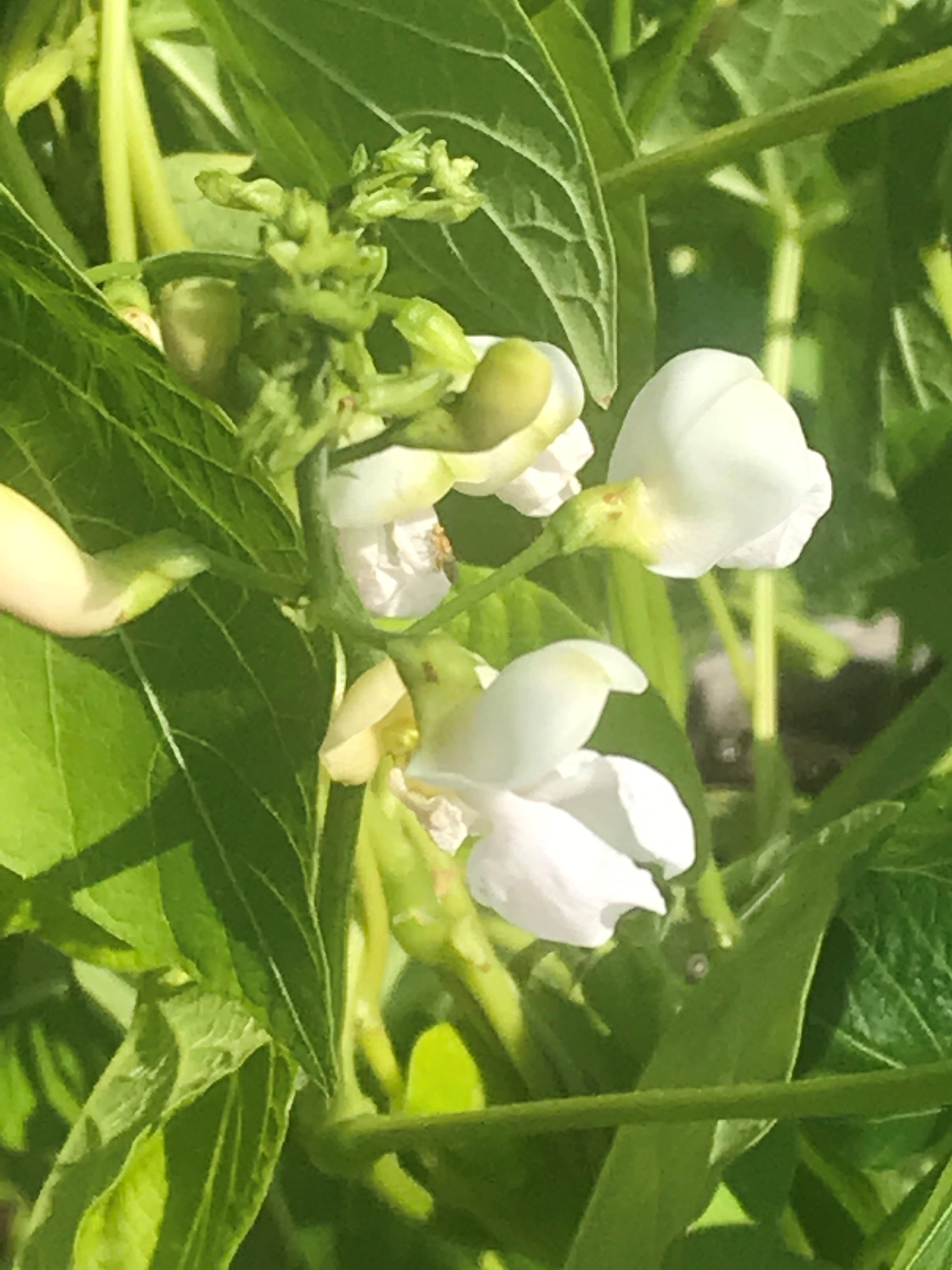 Le petit pois ridé