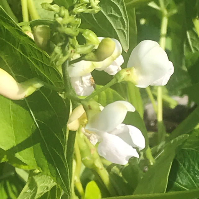 Le petit pois ridé