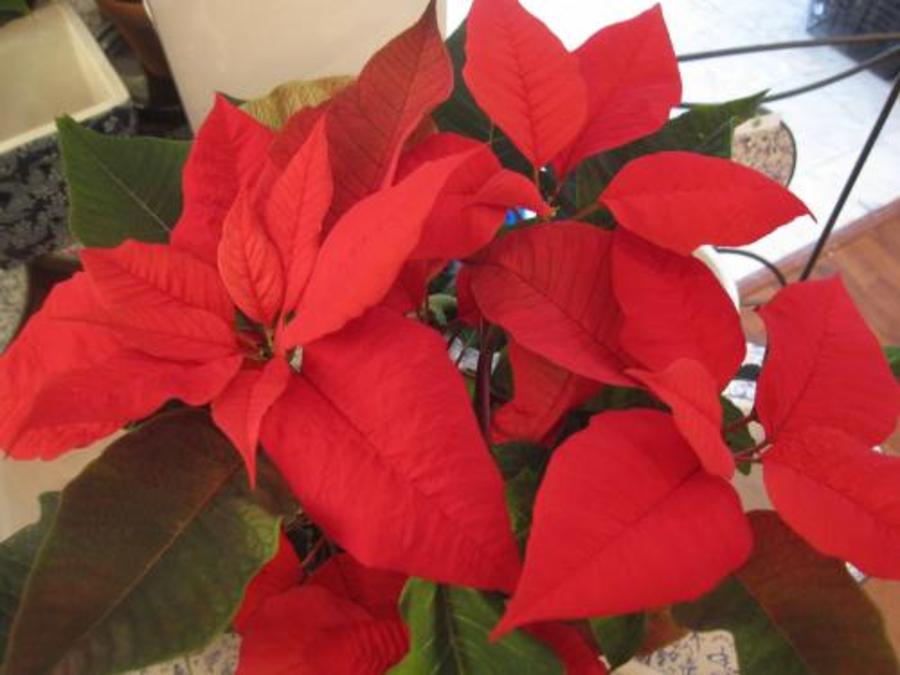 Le poinsettia