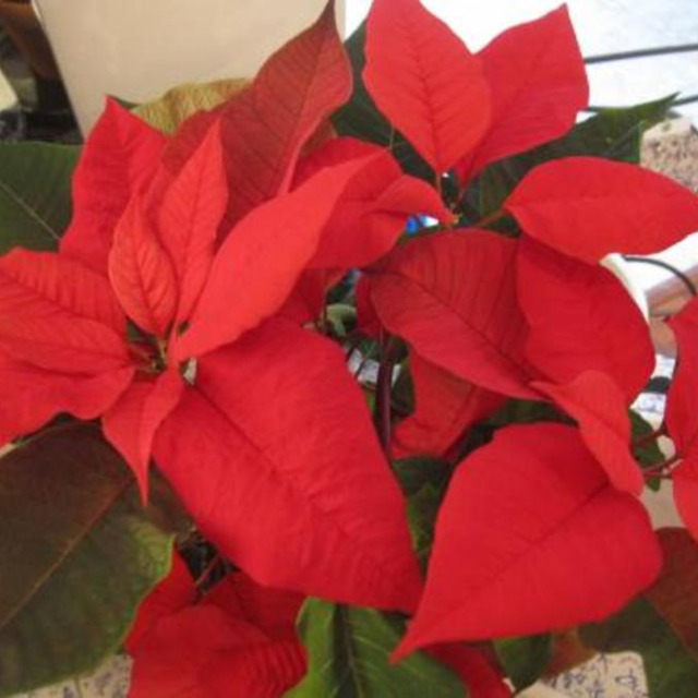 Le poinsettia