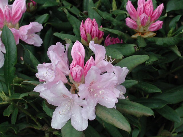 Le rhododendron