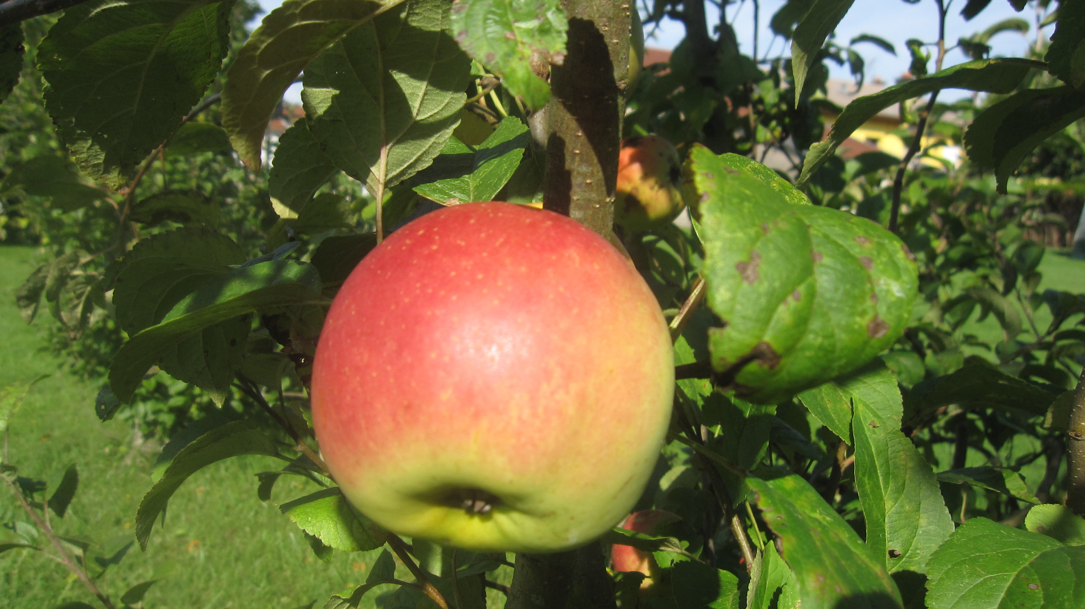 Les arbres fruitiers