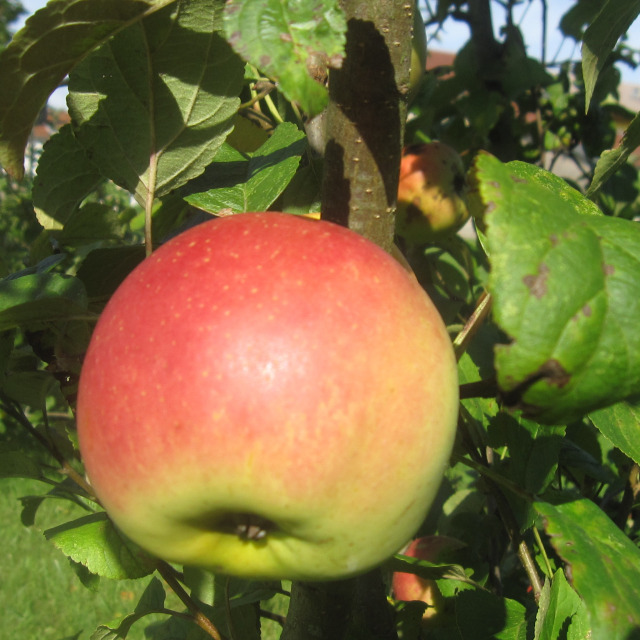 Les arbres fruitiers