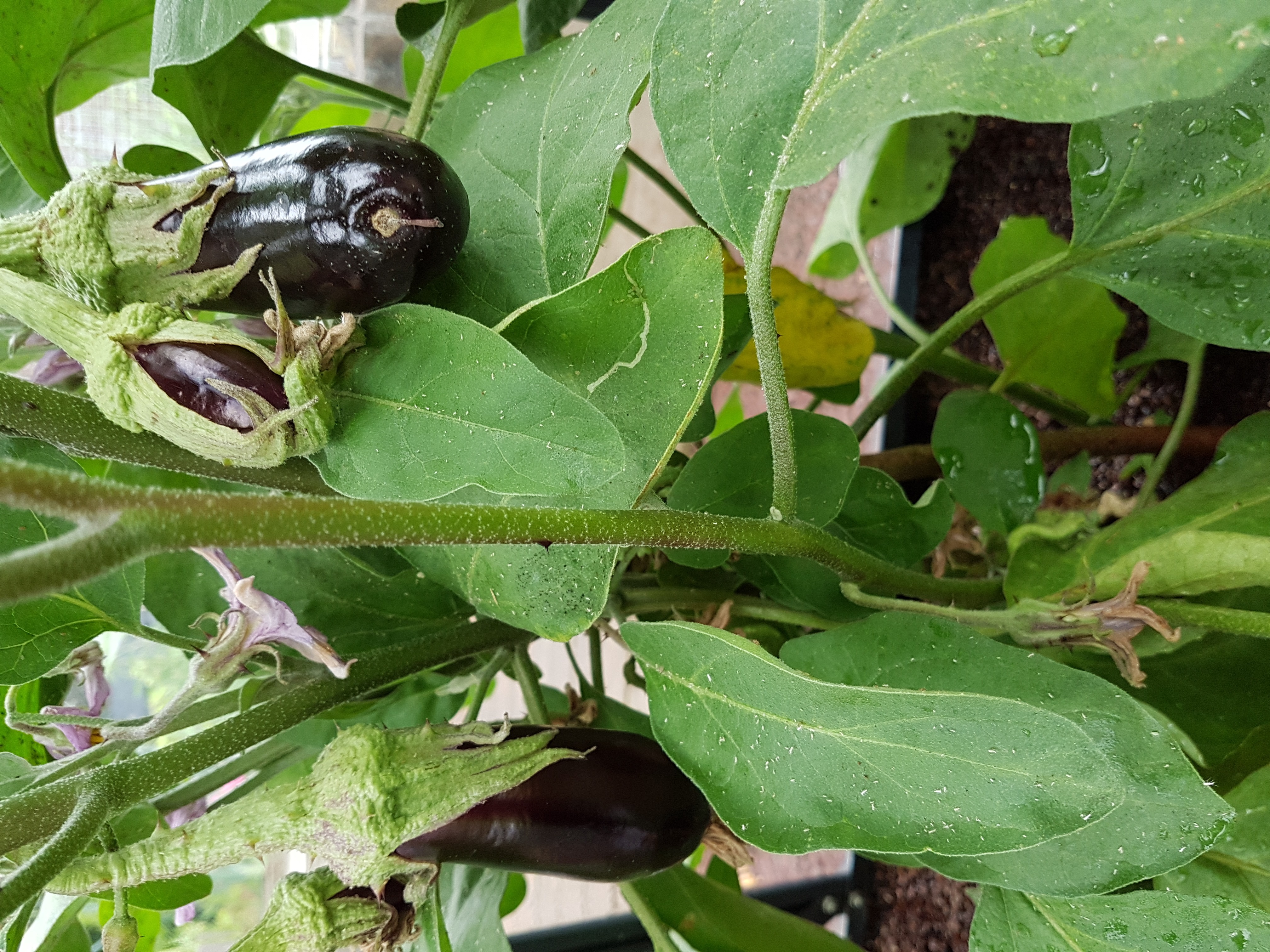 Les aubergines