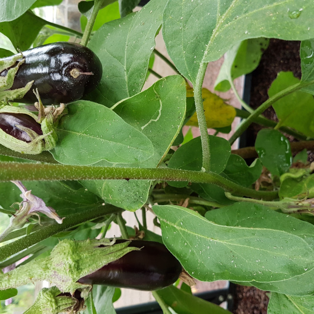 Les aubergines