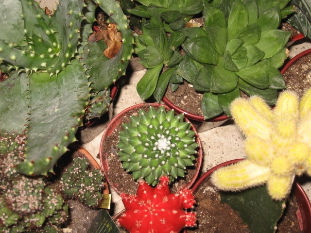 Les cactus