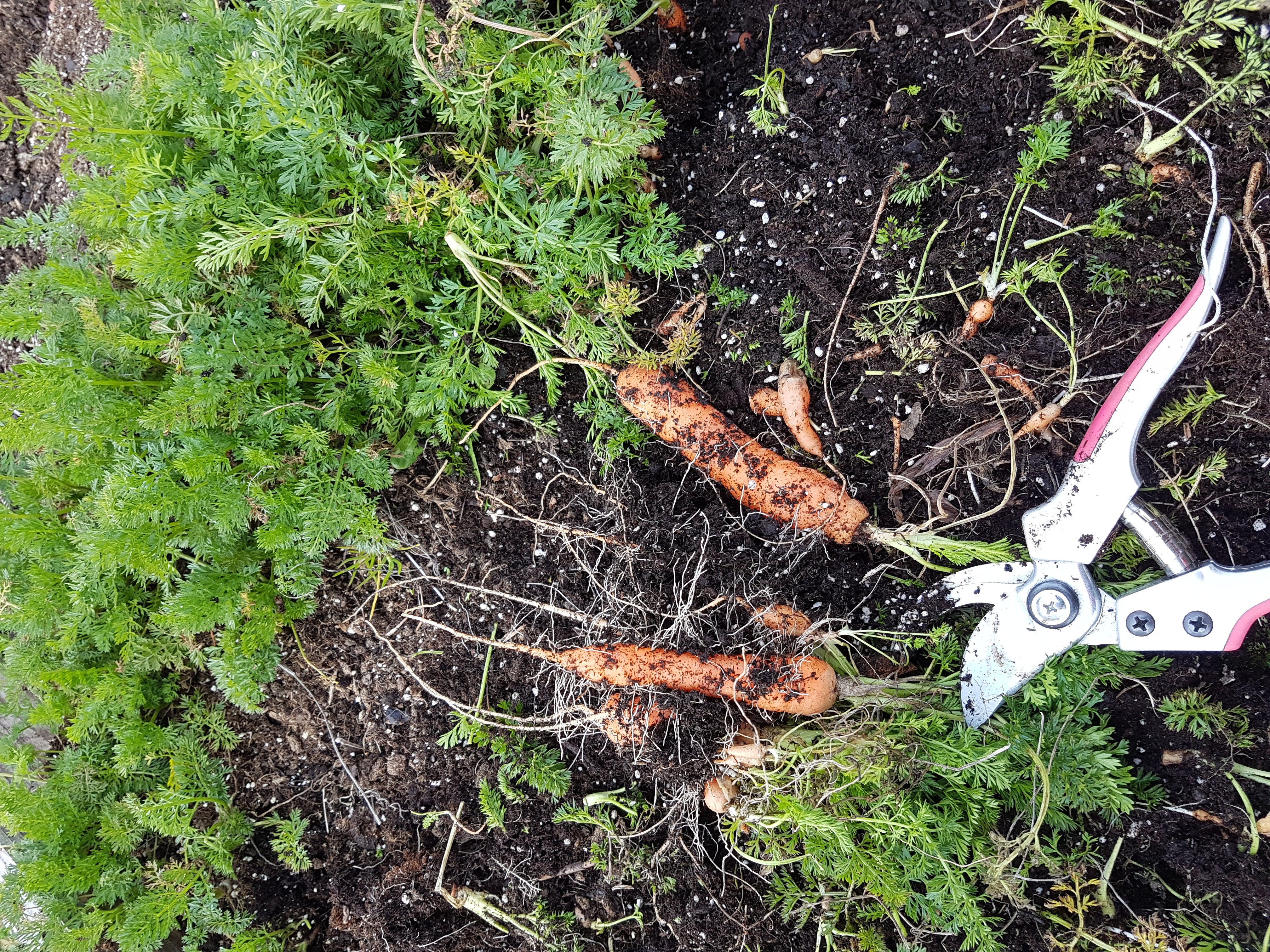 Les carottes de printemps