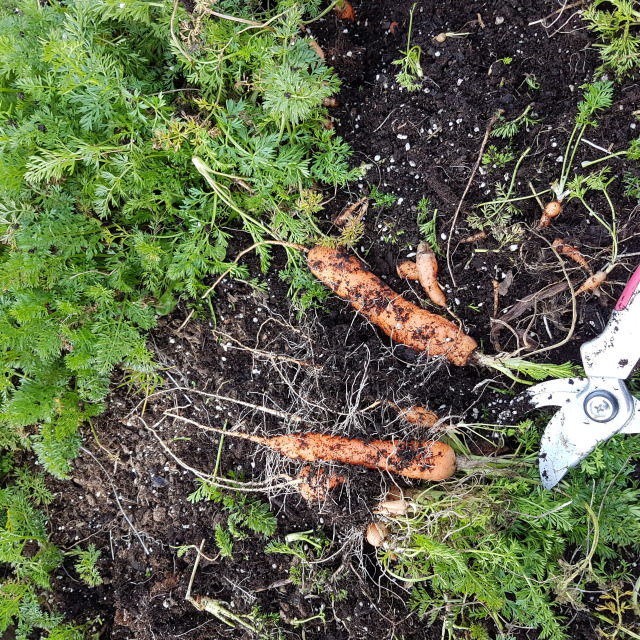 Les carottes de printemps