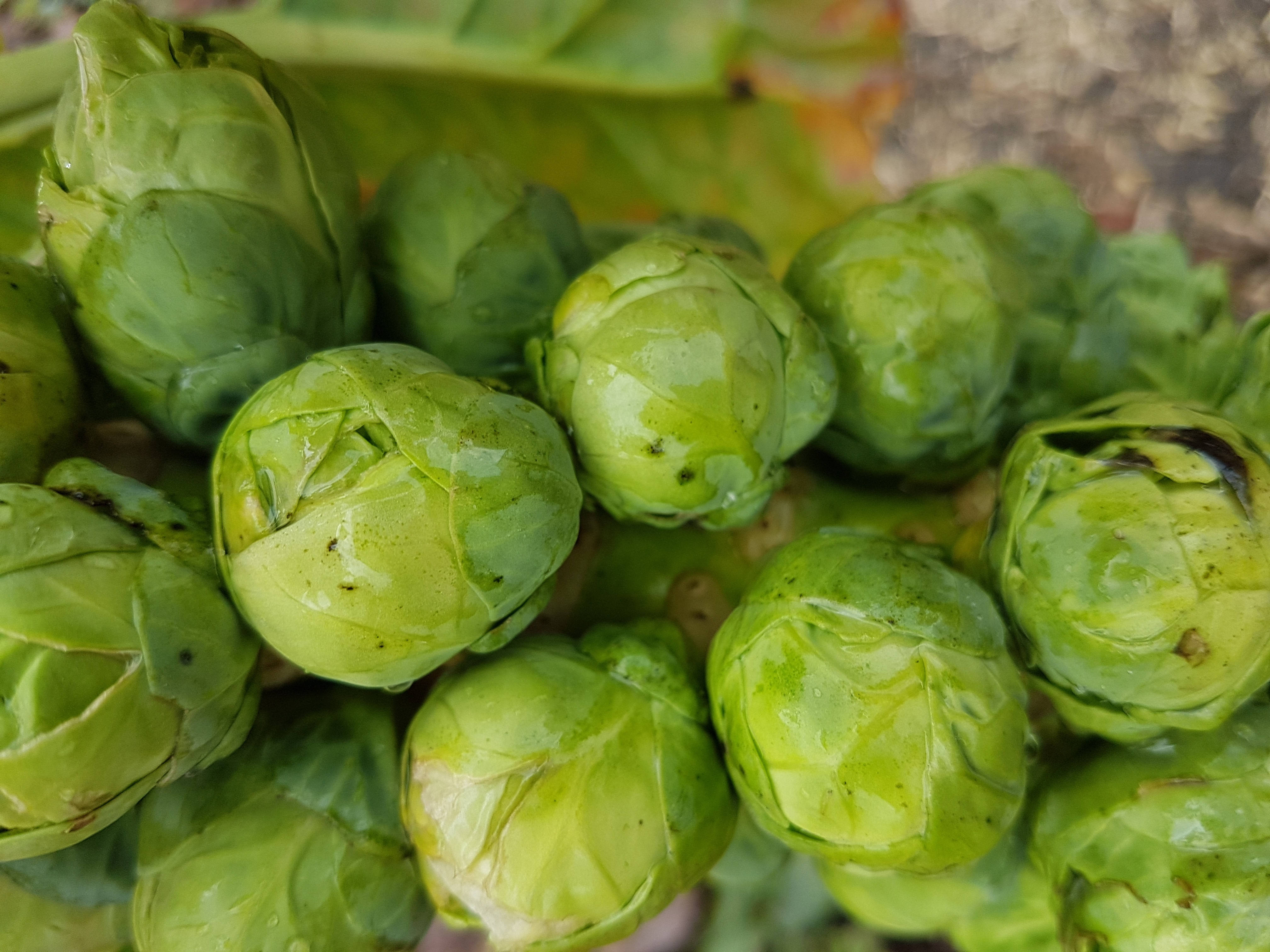 Les choux de Bruxelles